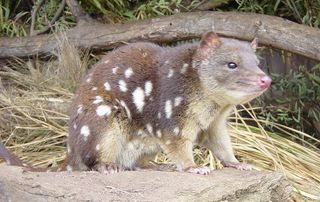 A quoll in a zoo.
