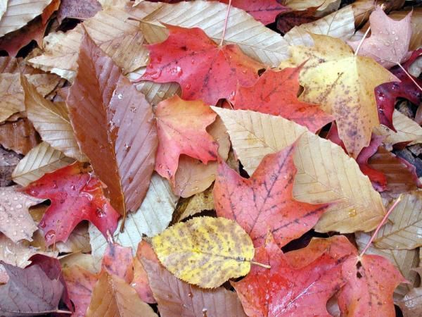 Fall foliage Mixed Leaves