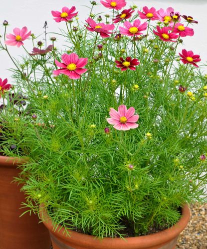 Flowers for pots in full sun – 10 cheerful choices | Homes & Gardens