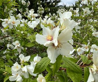 Fiori bianchi del Filadelfo con foglie verdi sullo sfondo.