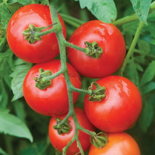 Tomato, Mountain Magic Hybrid