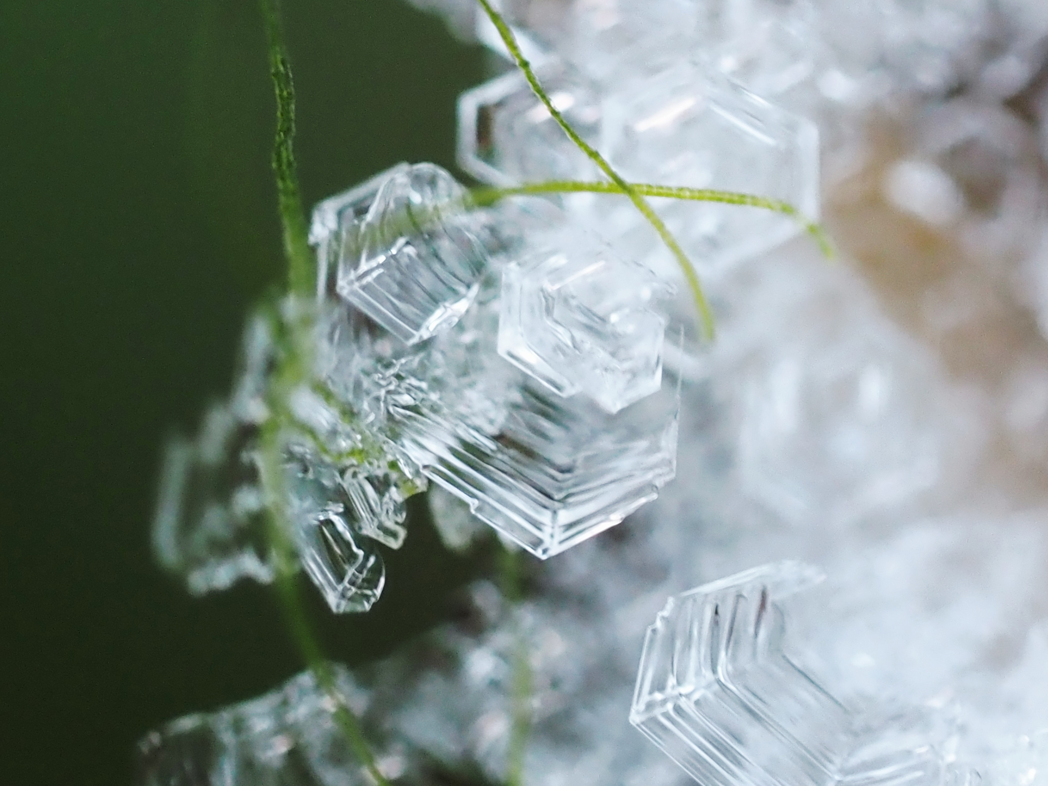 GuruShots - February 2026