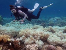 100417-wd-coral-bleaching.jpg