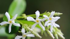 Star jasmine with white flowers in bloom