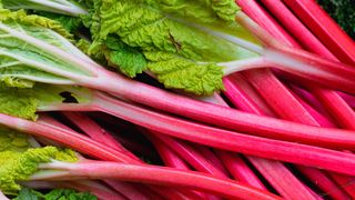 pink rhubarb stems