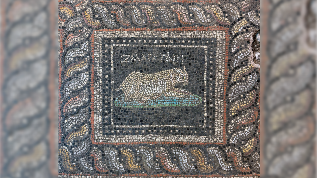 Stunning Roman-era mosaic discovered in Turkey features 'Emerald' the cat and 'Ocean' the dog