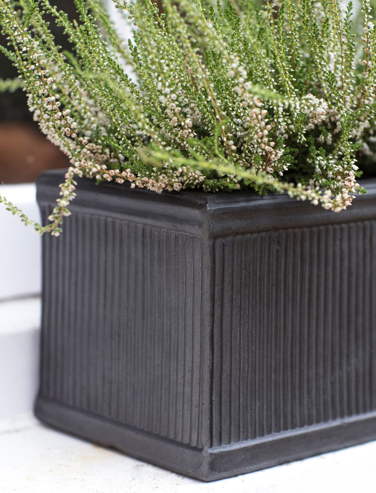 Best plants for window boxes add these top picks to your displays