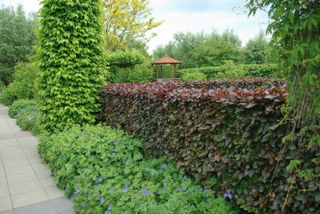 Privacy hedges copper beech