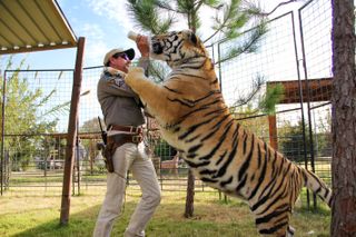 En bild från The Tiger King som visar Joe Exotic som matar en vuxen tiger med en nappflaska.