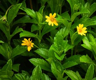 Blooming Sphagneticola trilobata with yellow flowers