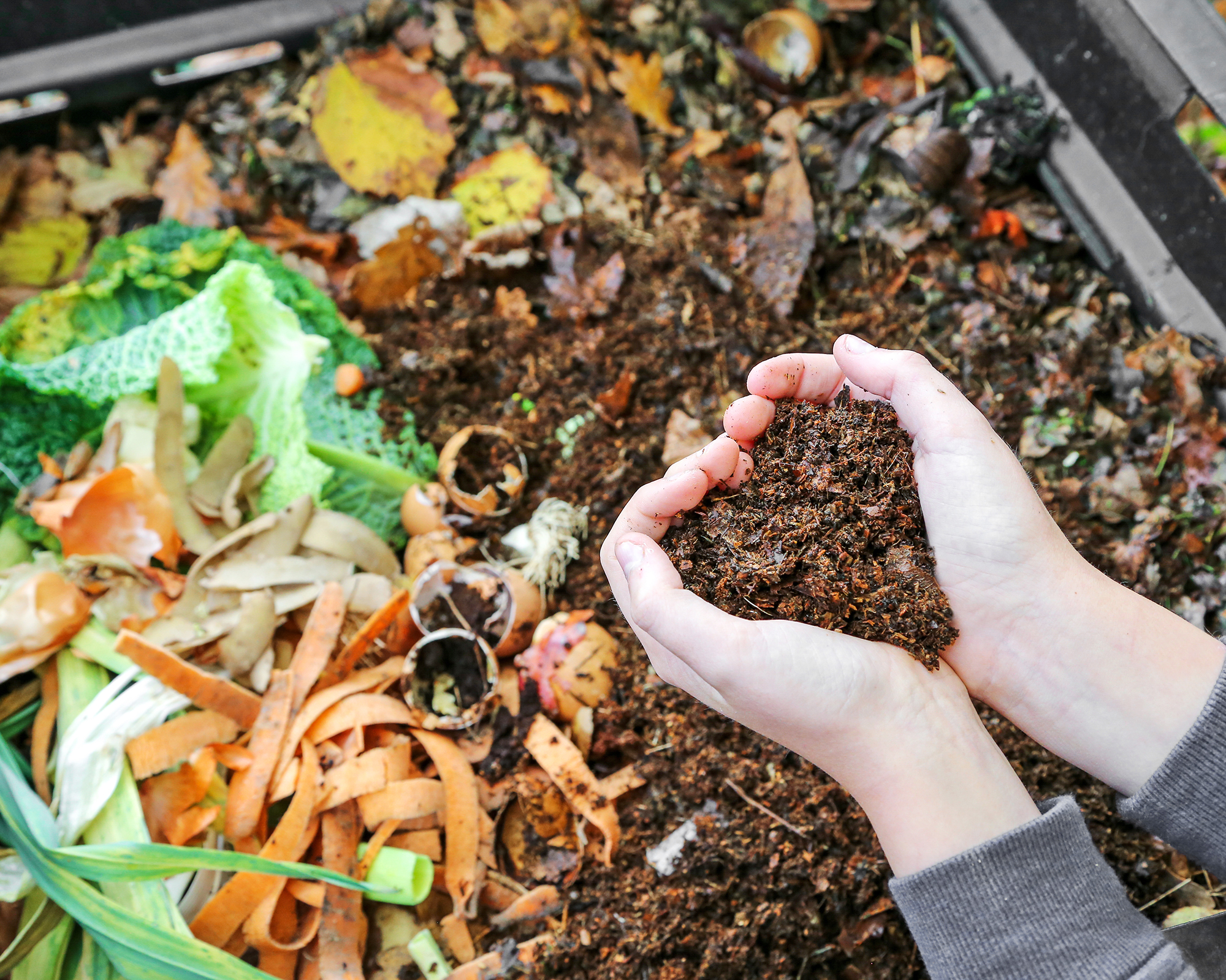 Gardener holds homemade compost over bin