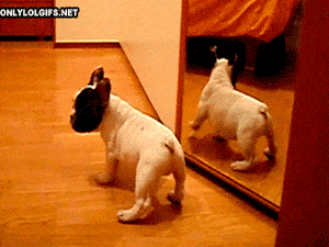 Dog Tries to Fight Itself in Mirror