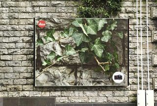 Billboard advertising: Leica ivy