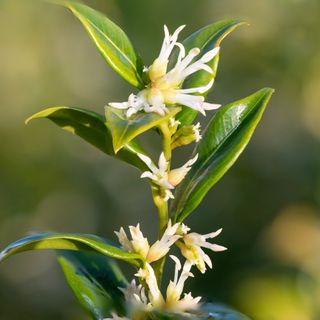 Sweet box, a winter flowering shrub in full bloom