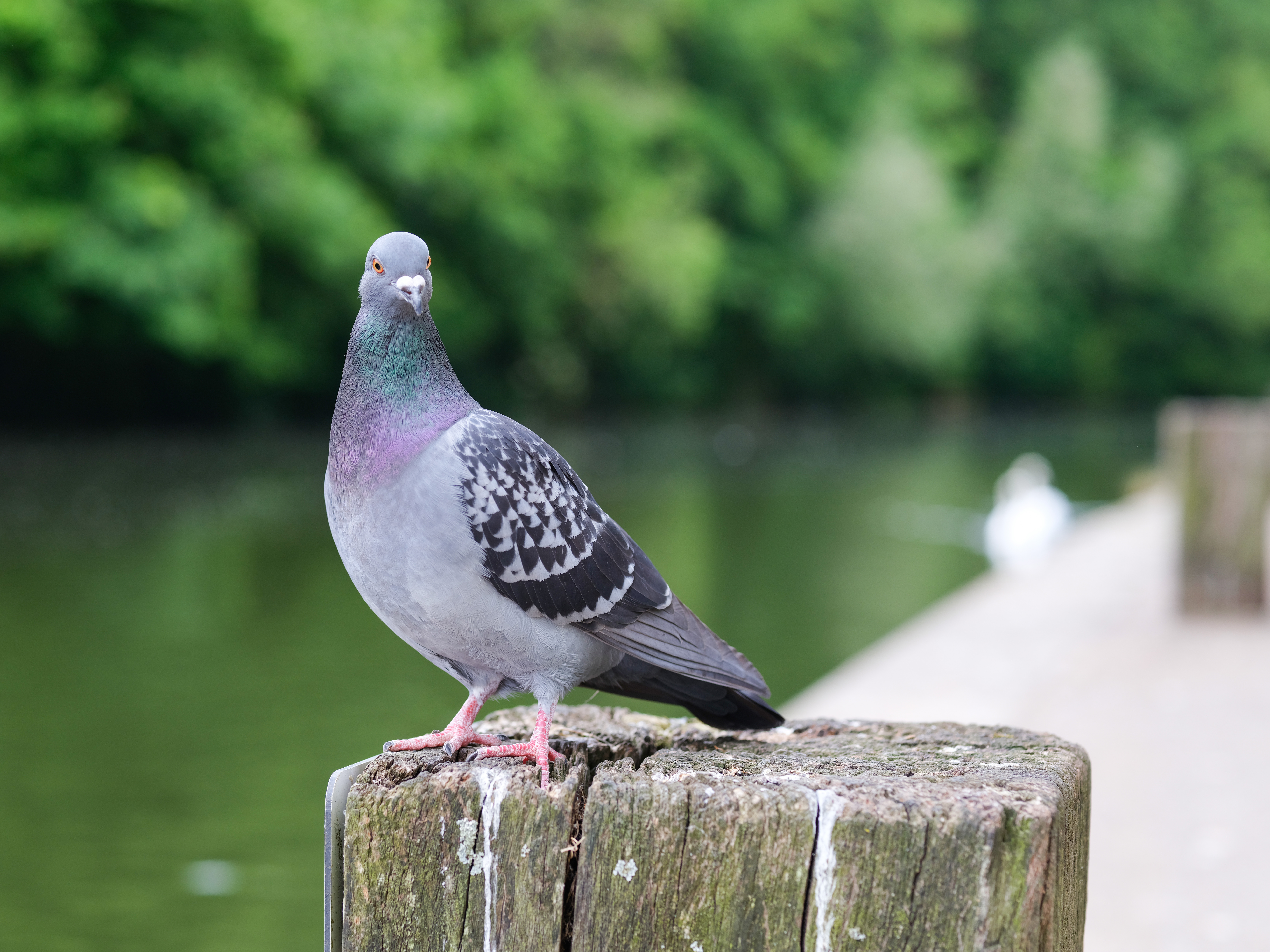 A pigeon sat on a wooden pole, looking into the camera, taken on the Fujifilm GFX100 II