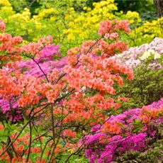 Various types of azaleas in bloom