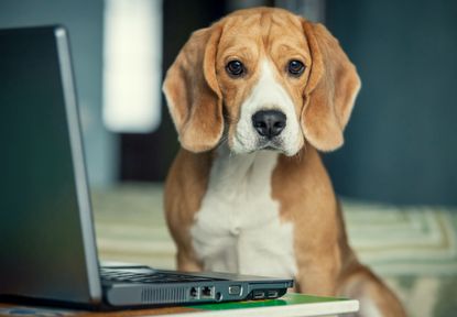 dogs, alzheimer's, brain activity, aging