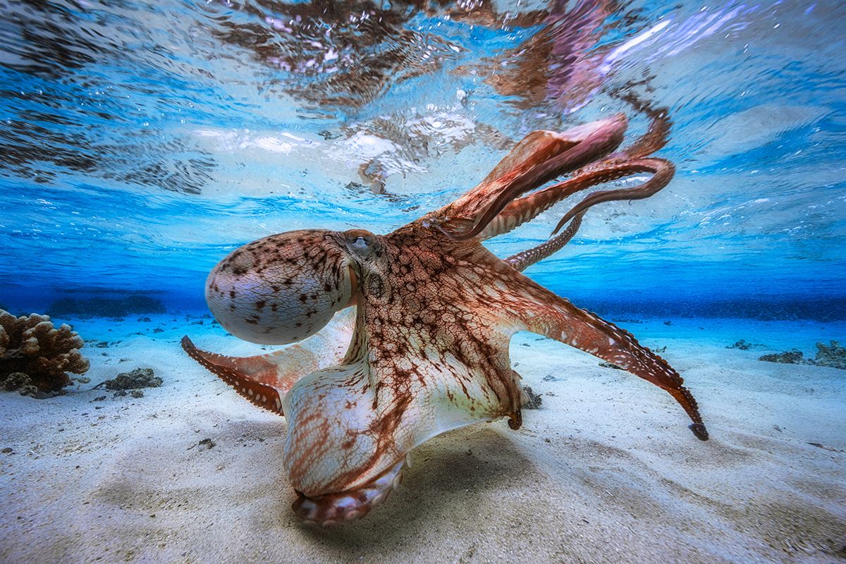 Looming Octopus 'Dances' in Winning Underwater Photo | Live Science