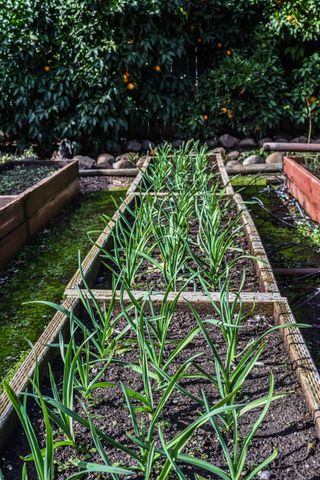 Garlic plants growing in raised beds