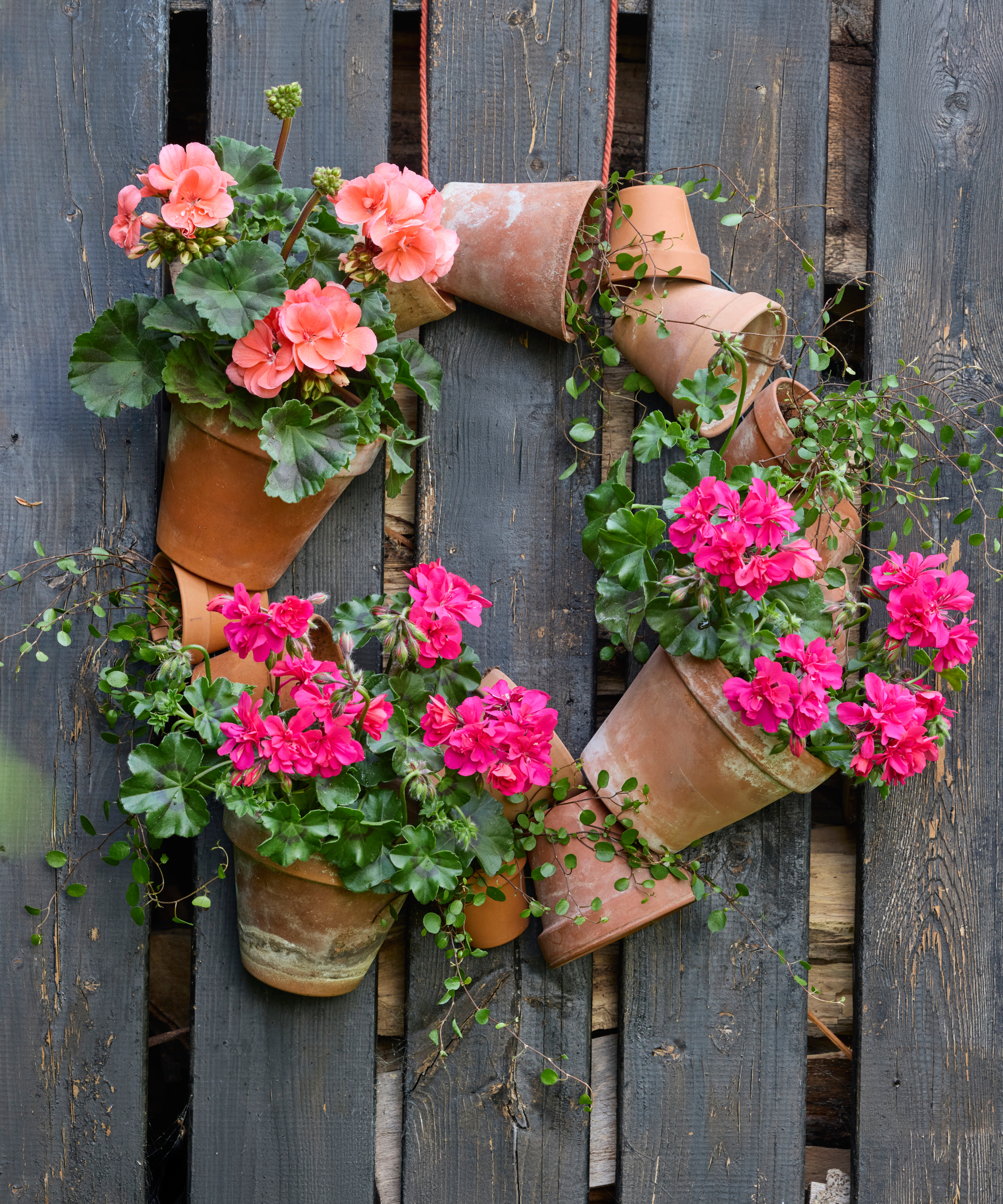 garden living wreath made of terracotta pots and pelargoniums