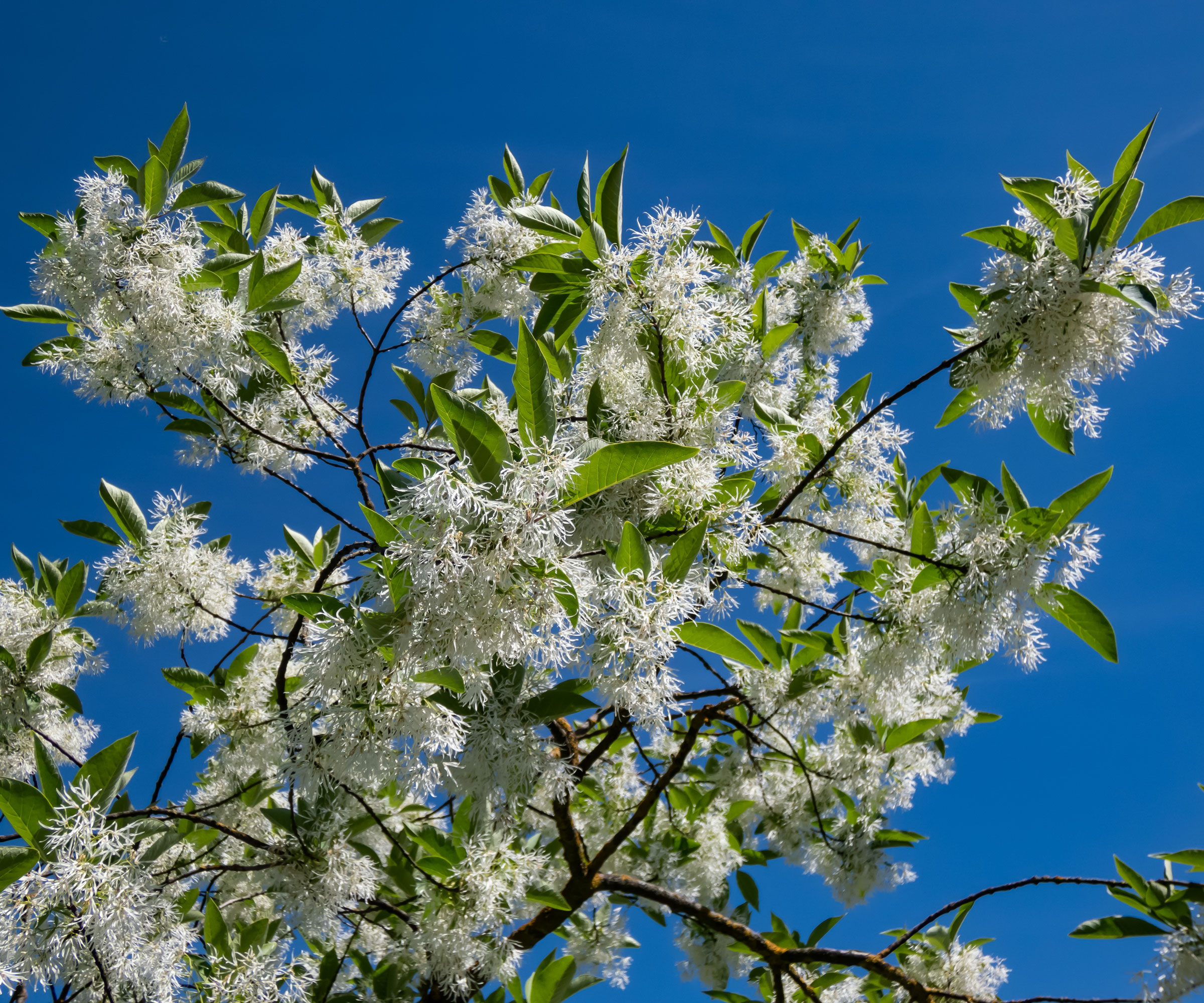 fringe tree with white flowers against blue sky