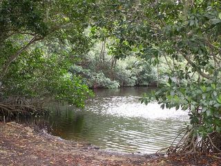Mangrove trees bordering a tidal estuary in the Florida Everglades.