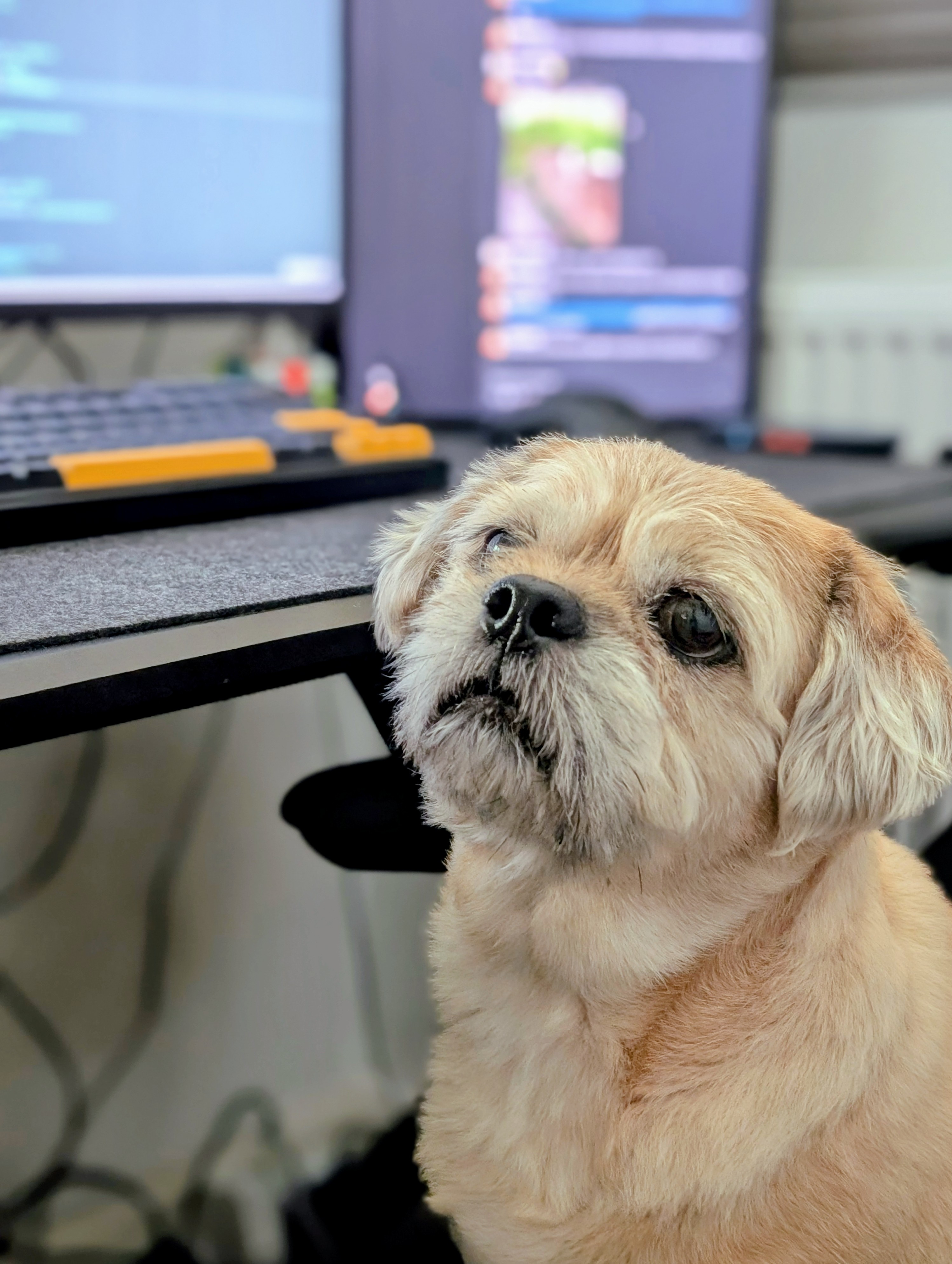 Phil's dog Alfred helping out