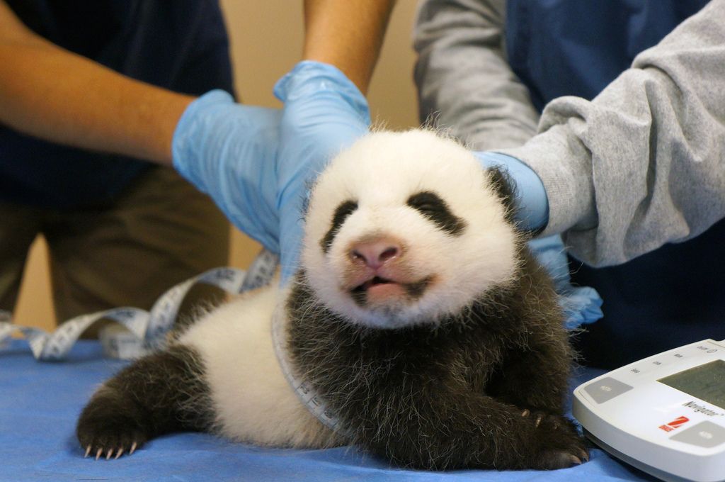 Mei Xiang&#039;s 8-week-old cub gets measured during a checkup on Oct. 17, 2013, at the Smithsonian Zoo.