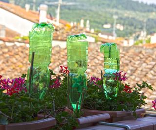 Plants with a DIY bottle irrigation system