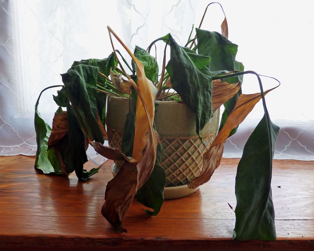 Indoor Potted Dying Plant