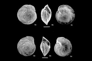 NSF, microfossils, forams, ACC, Arctic Circumpolar Current, fossils