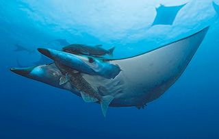 How on Earth do you attach a camera to a slippery devil ray?