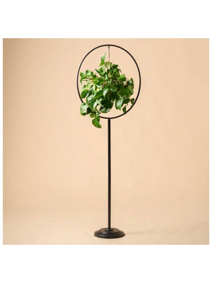 Magnolia, Hayden Plant Stand