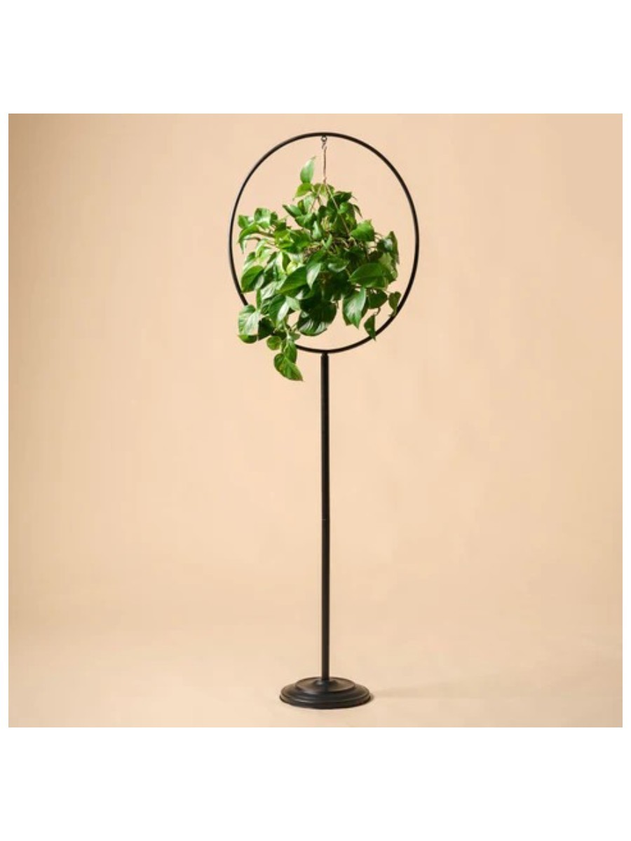 Magnolia, Hayden Plant Stand