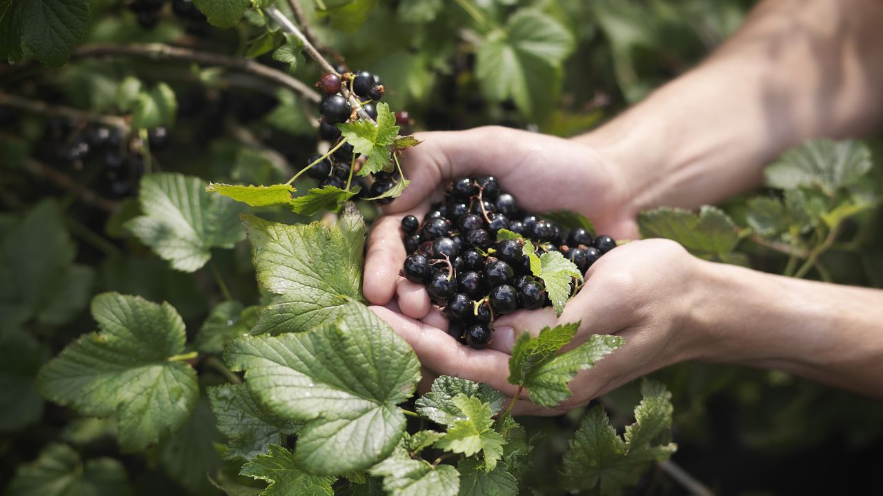 Hands Holding Harvested Blackcurrants 