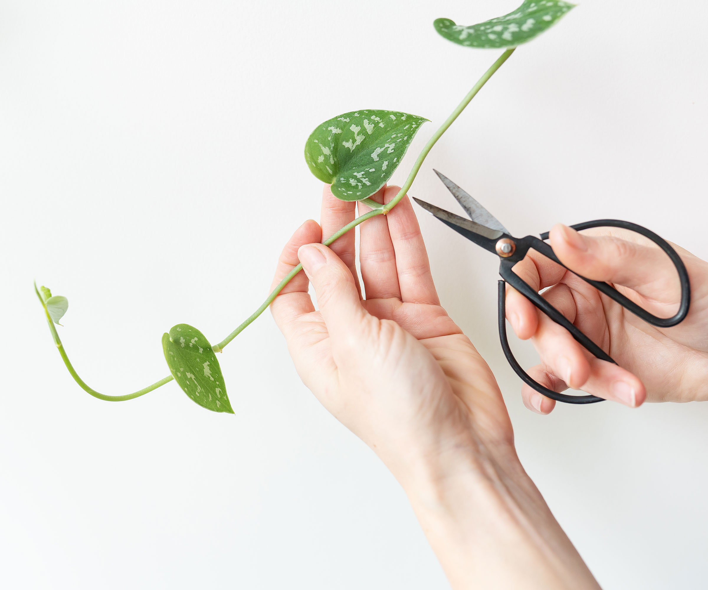 cutting vining houseplant with black houseplant scissors