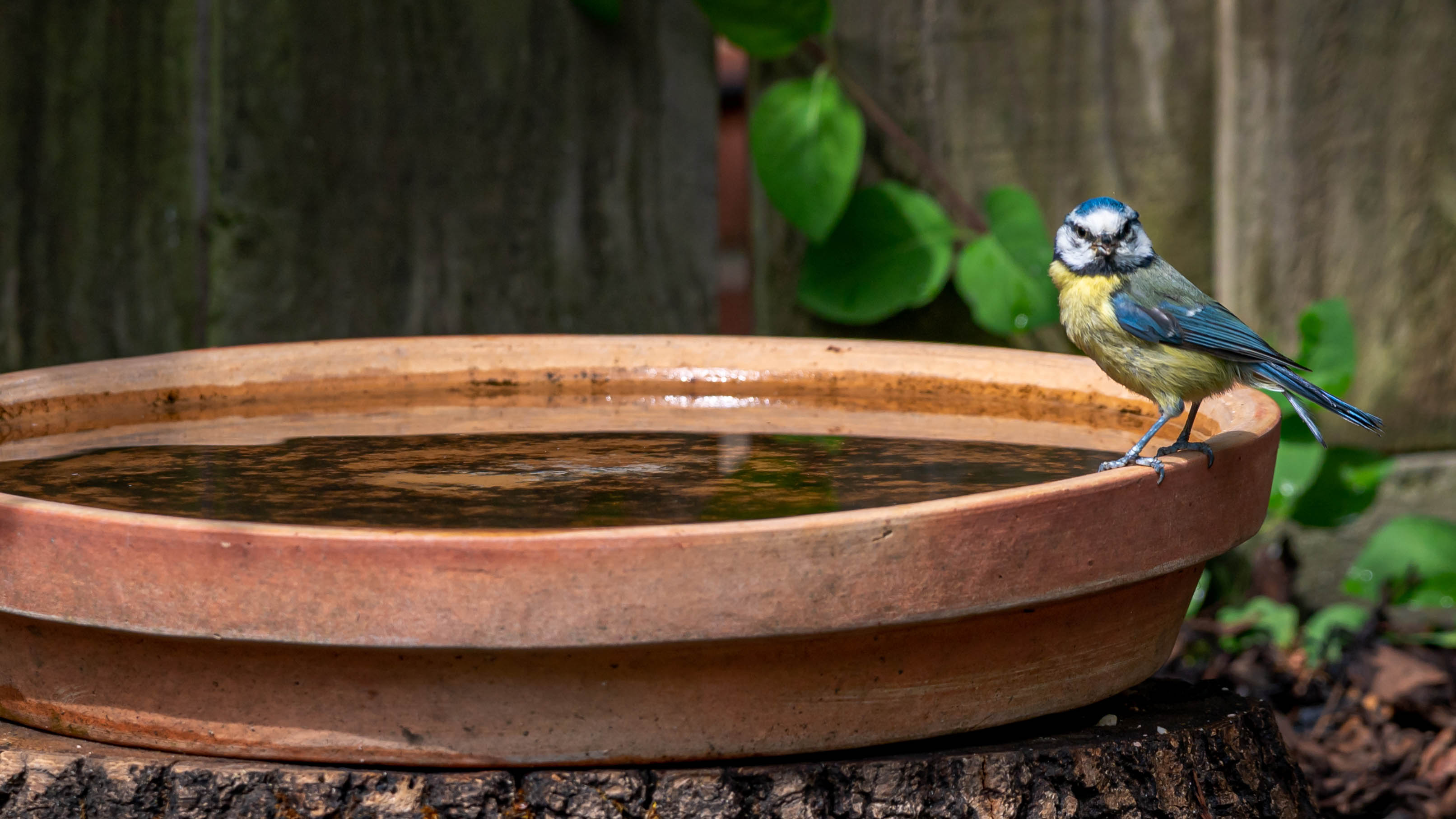 A bird bath with standing water with a Blue Tit perched on the edge
