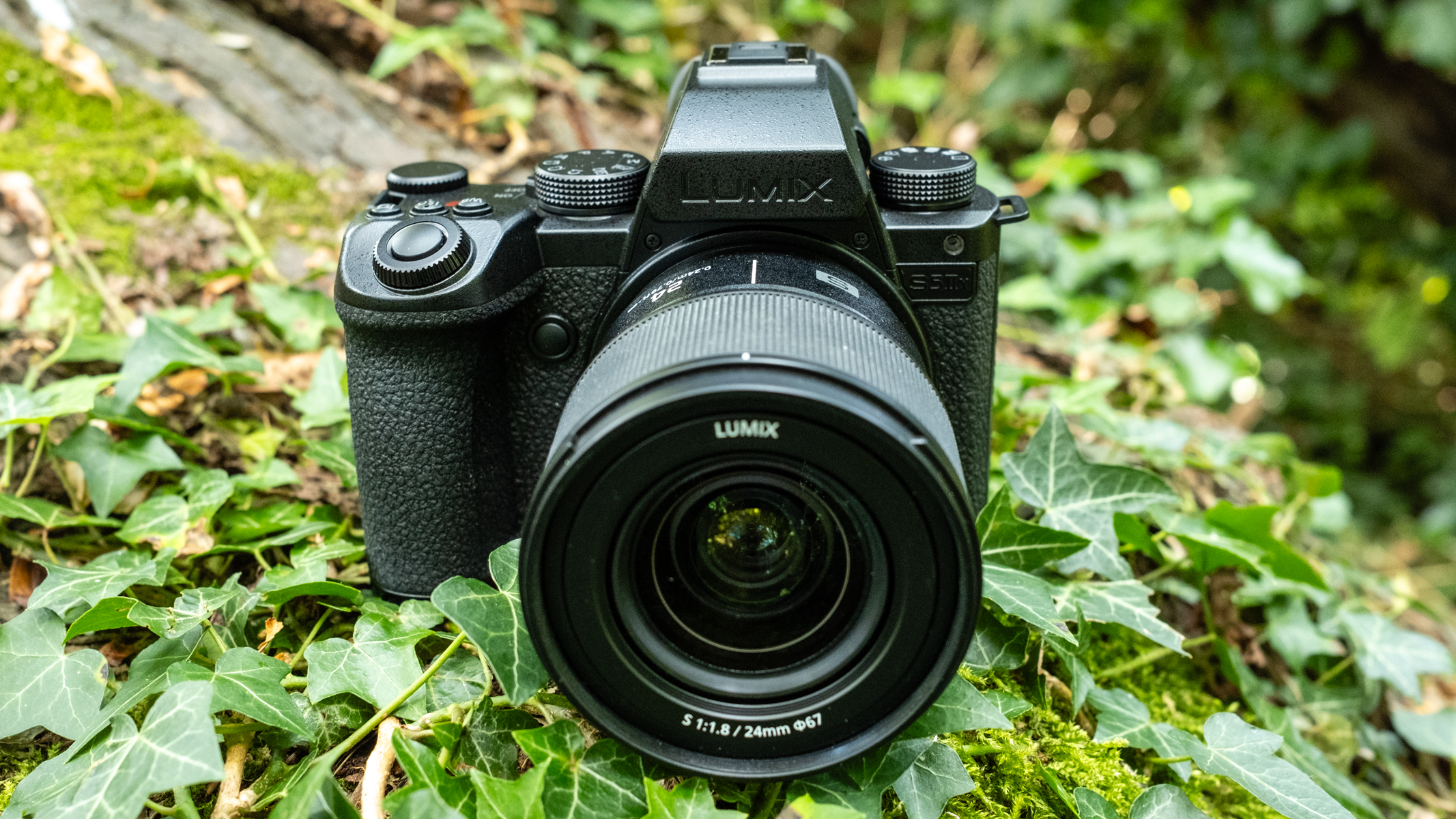 Panasonic Lumix S5IIx on a tree branch covered in ivy.