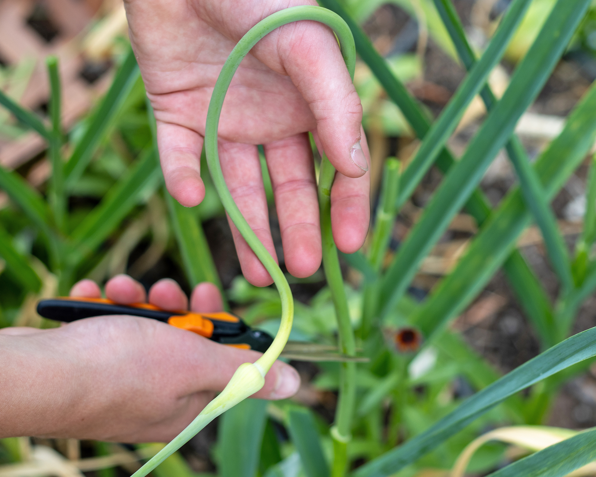 Gardener harvests garlic scapes from plants in garden