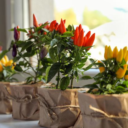 Overwintering pepper plants on a windowsill