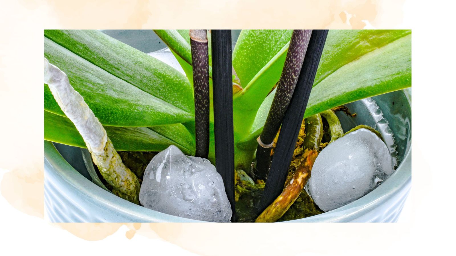 Is the orchid ice cube watering trick good or bad? Expert advice ...