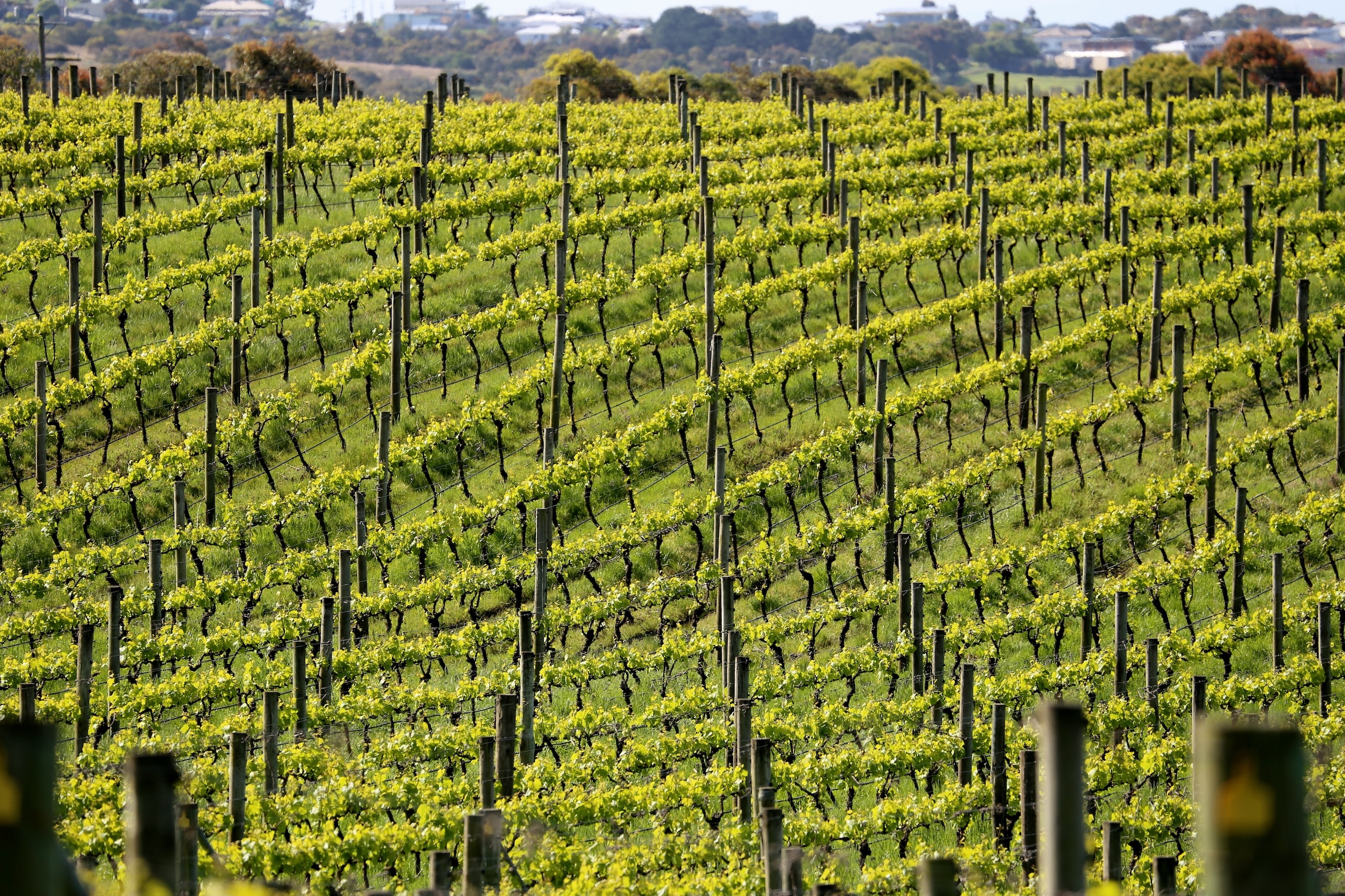 Vineyard in hills of Geelong