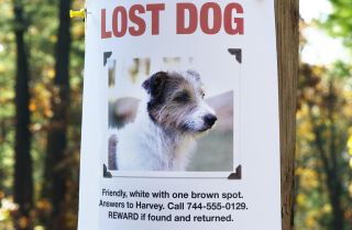 Missing dog poster