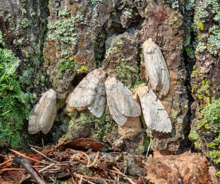 Five spongy moths on a tree