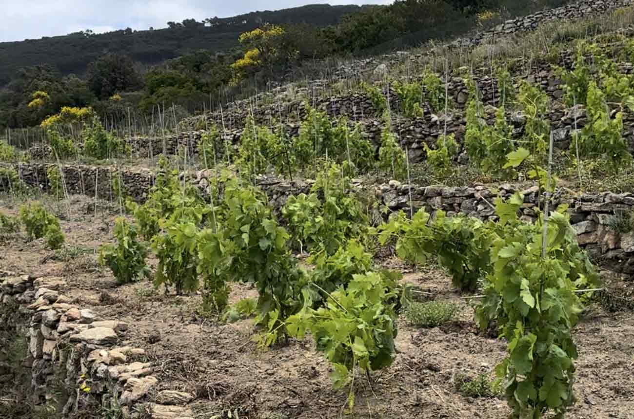 Terraced-Vines-on-Giglio-Island-PC-Layne-Randolph.jpg