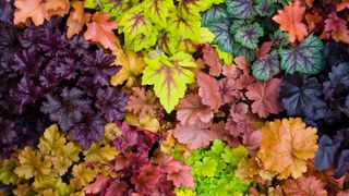 Variety of coral bells (Heuchera sanguinea) for autumn hanging baskets