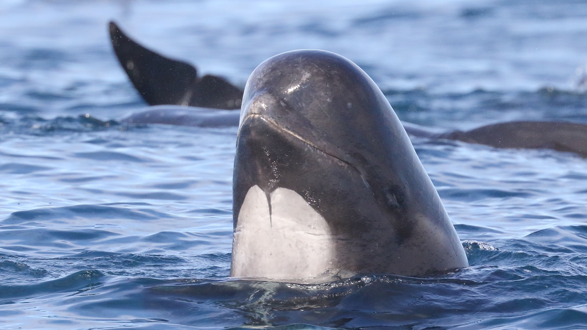 a pilot whale pokes its head above the water