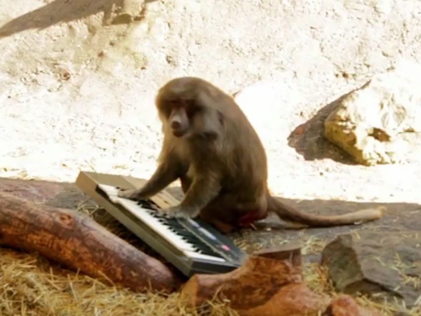 VIDEO: Can monkeys play synthesizers? | MusicRadar
