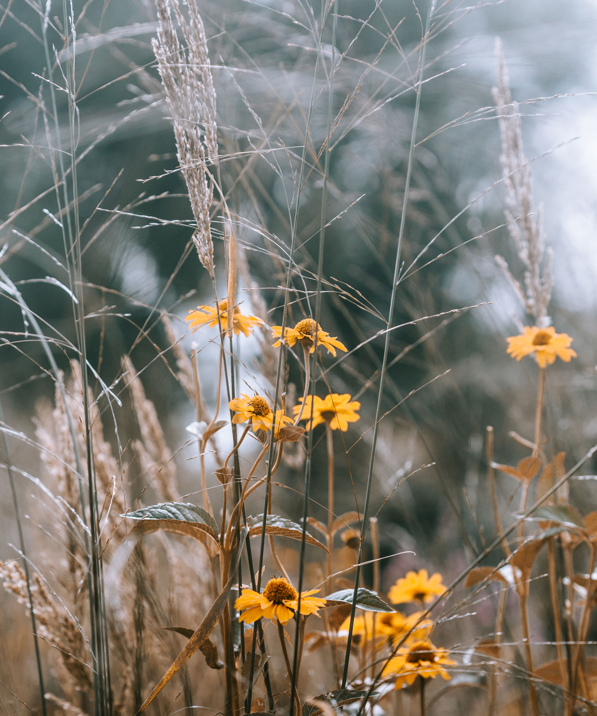 ornamental grasses and rudbeckia flowers in autumn garden