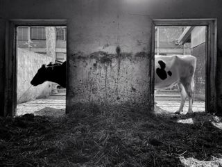 Two cows in a doorway